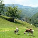 연사랑 목장 이미지