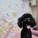 프리펫시티 이미지