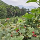 진척농장 | 산딸기닷컴농장일기 2024년6월1일~30일까지