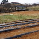 밤두둑농장 이미지