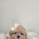 인천강아지분양 판도라독 가정분양 이미지