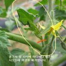 주말 농장에 많이 심는 과채류(4) - 토마토 이미지