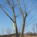 김지남 비갈 및 묘 이미지