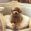 메르시 동물병원 이미지