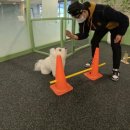 개버드 스쿨 이미지