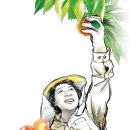 대구경북능금농협청도경제사업장 | [新팔도명물]&#39;여름철 농가 효자&#39; 경북 청도복숭아