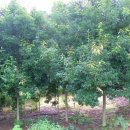 가시나무공원 이미지