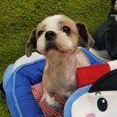 뽀삐애견샵 이미지