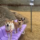 퍼피플리즈 이미지