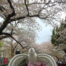 여명로25번길 | [진해 벚꽃 여행] 여좌천 로망스다리 낮과 밤 완벽 정복기