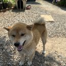 프리마베라펜션 이미지