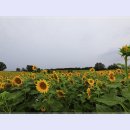 안성목장 이미지