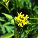 싸리재샘 이미지