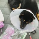 행복한깜시 이미지