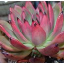 이대감김대감 이미지