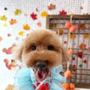 슈가 펫살롱 이미지