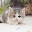 미유펫 강아지고양이 구미점 | 구미고양이분양 시스템이 철저한 미유펫