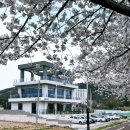 구량천 | 울산 벚꽃카페 아호베 차리마을 벚꽃터널 개화상황 실시간 후기 25.4.4