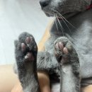 반려동물 셀프미용 바리깡 추천 수린펫 강아지 발바닥 클리퍼 고양이 발바닥 클리퍼 후기