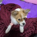 오태동물병원 이미지