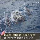 돌고래 | 괌 돌핀크루즈 팁 준비물 돌고래 미드썸머투어 예약 후기