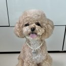 세븐일레븐 광주상무골든빌점 | [광주 강아지 목걸이 만들기]딜리얌 원데이클래스 후기