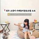 원주고양이카페 추천 – 고양이 미용부터 호텔까지 가능한 오묘 솔직 후기