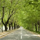 청주가로수길 이미지
