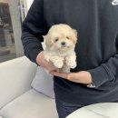 아인츠독 강아지애견분양 성남위례본점 | 의정부애견분양 강아지 너무 이쁘네요