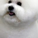 소문난애견