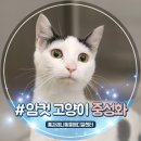 안산동물병원 | 7개월 암컷 고양이 중성화 수술 후기 안산 해양동 동물병원