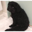 더바름동물병원 이미지