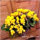 후리지아 이미지