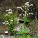 약초산방 이미지