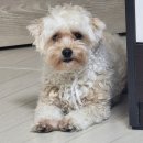 몽 그루밍 이미지