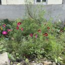 붕붕오리나라 이미지