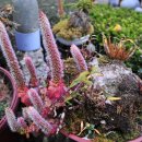 바위솔민박 이미지