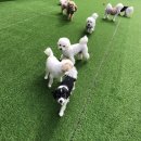 놀러오개 강아지 픽드랍 이미지