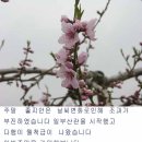 청도대구낚시 / 청도권 조황과월척 이미지
