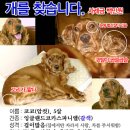 효성애견