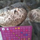 백화고 표고버섯 이미지