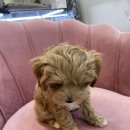 루비애견 이미지