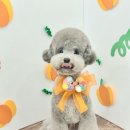 꽃단장하시개 이미지