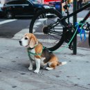 갈매동물병원 이미지