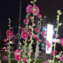 여의도중학교 이미지