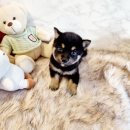 고려애견샵 이미지