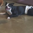 발리애견호텔 이미지