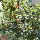 숲속나라 이미지