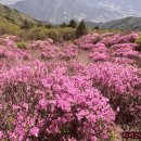 지리 바래봉 철죽축제 《주차장》 이미지