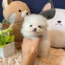 마이도그 강아지분양 울산본점 | 울산 반려견 분양) 마이도그강아지분양울산본점